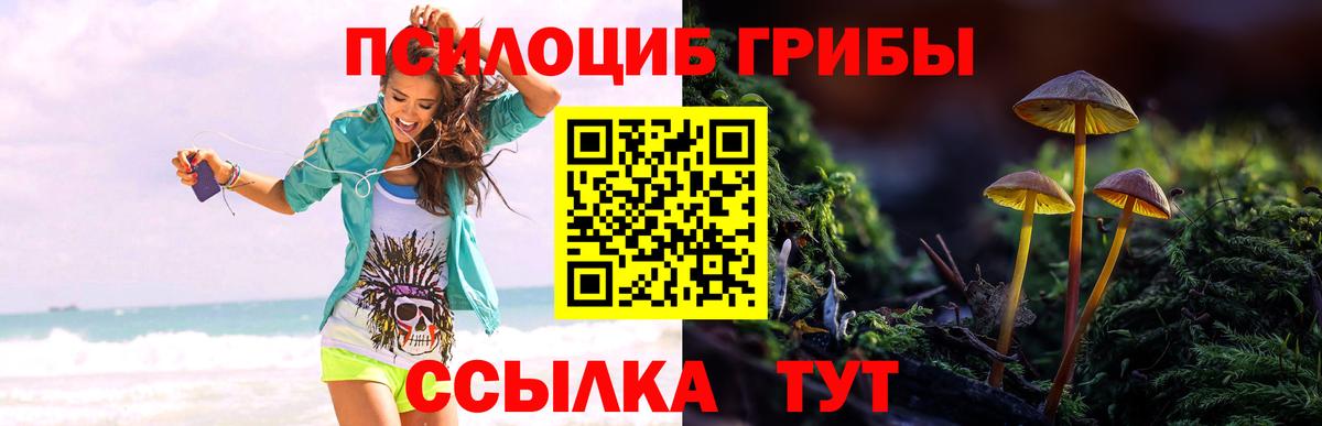Галлюциногенные грибы Psilocybe Елизово
